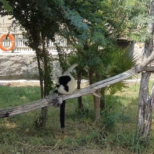 Экскурсии по эмиратам Дубай Сафари Парк фото 2